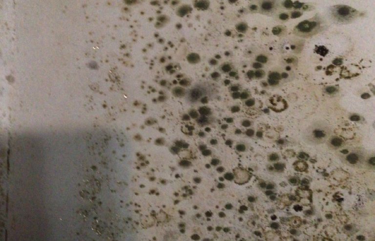 Mold after water damage in a residence in Greater Los Angeles 