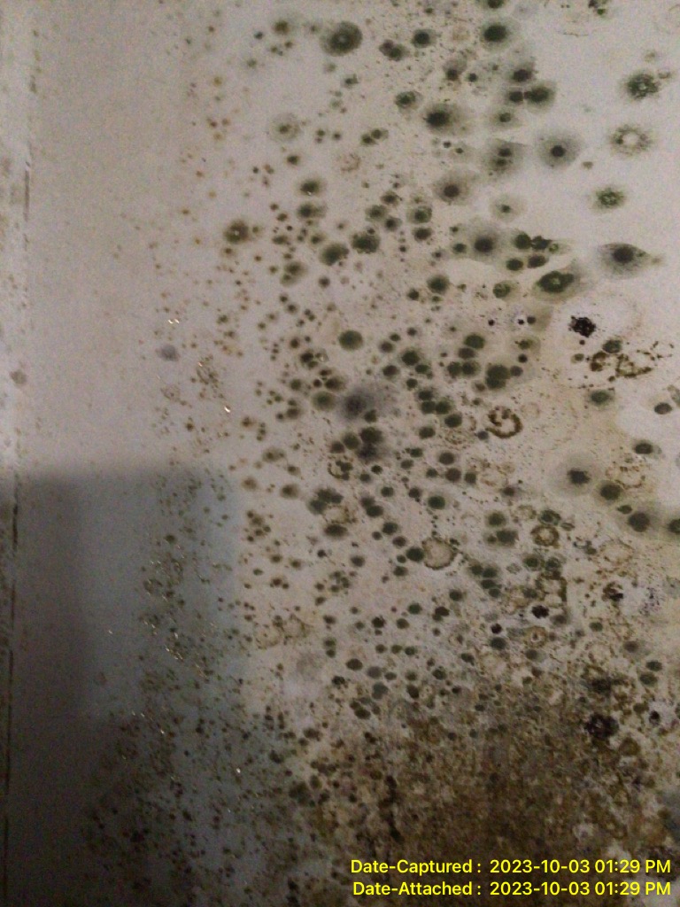 Mold after water damage in a residence in Greater Los Angeles